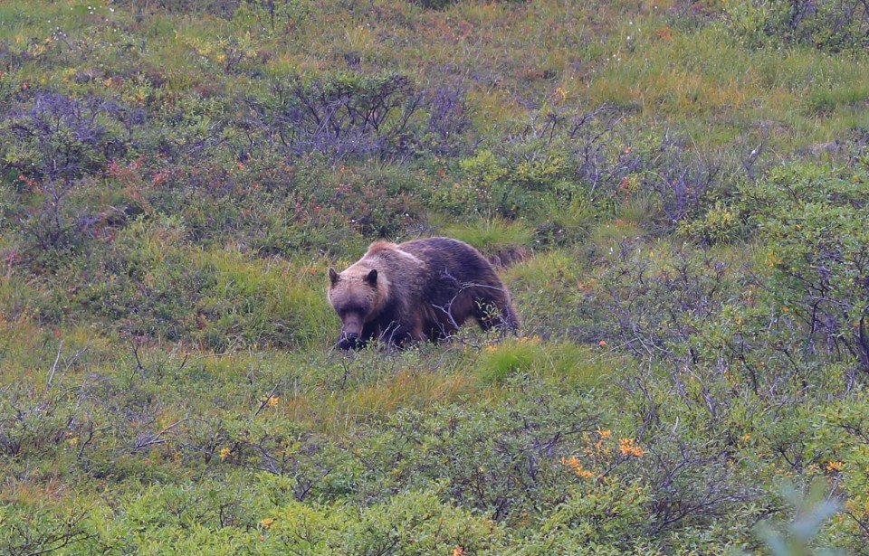 One of the many grizzlies we saw in Denali
