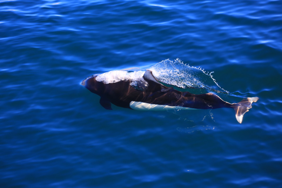 The Dall porpoises looked like mini killer whales