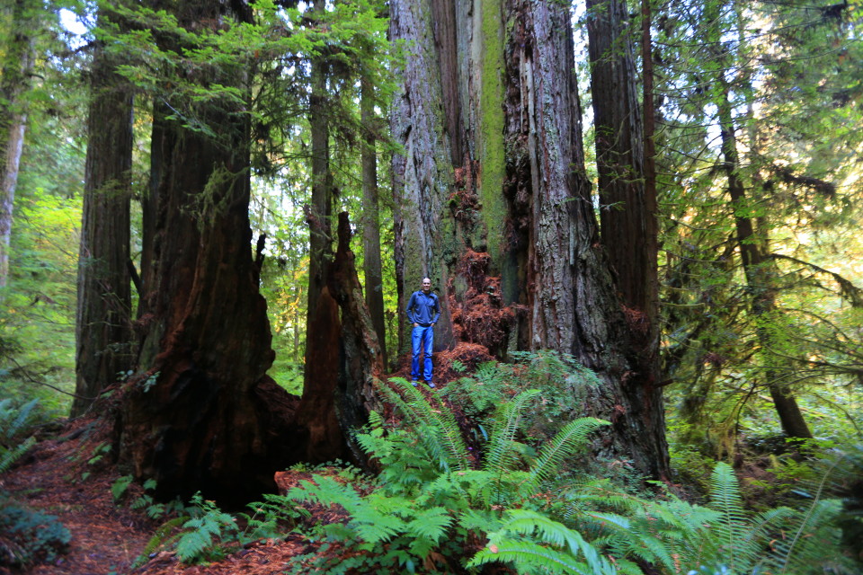 Seeing how small Sam looked next to the roots helps with the scale of the trees.