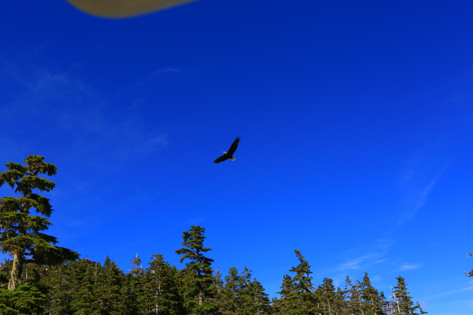 There were so many eagles flying around, you can see the corner of the XP in this one. They were HUGE and cast shadows so big it looked like a plane flying over you when they were close.