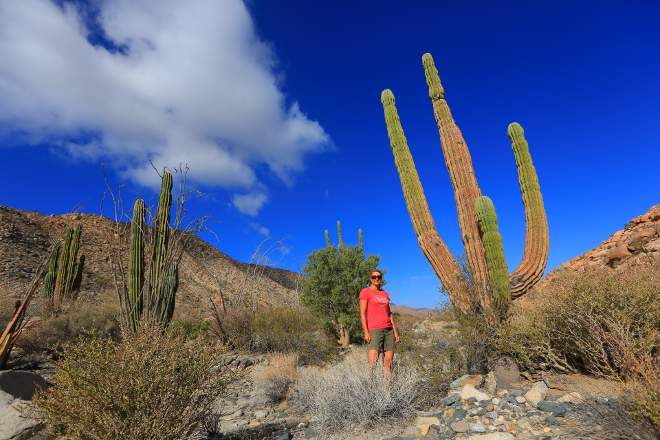 Huge cactus in the backroads of Baja.