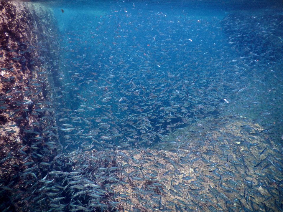 In the deeper water we came across HUGE schools of fish. We have never seen that many even on all our scuba trips.