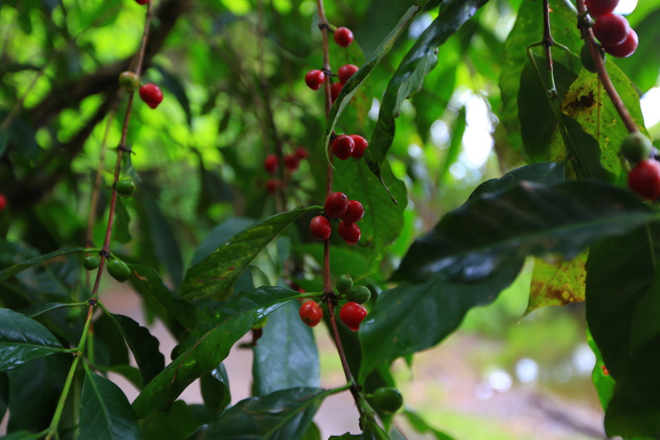 There was wild coffee growing everywhere in the mountains. 