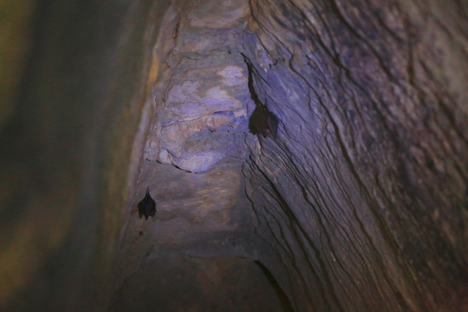 Oh, and there were bats in the tunnels. Sam made me go first "so he could take pictures...." Ick.