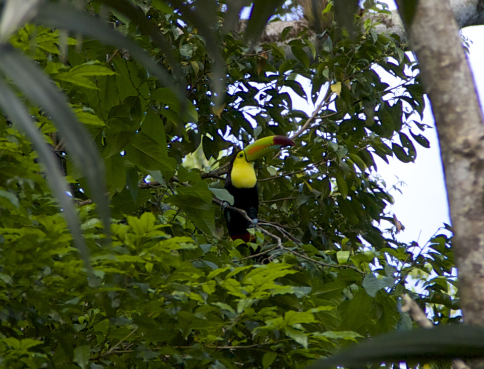 Toucans were everywhere in the morning, they make a very distinct sound, it sounds like a frog.