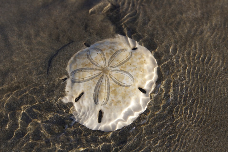 We collected huge sand dollars all over the beach. Reminded me of Baja.
