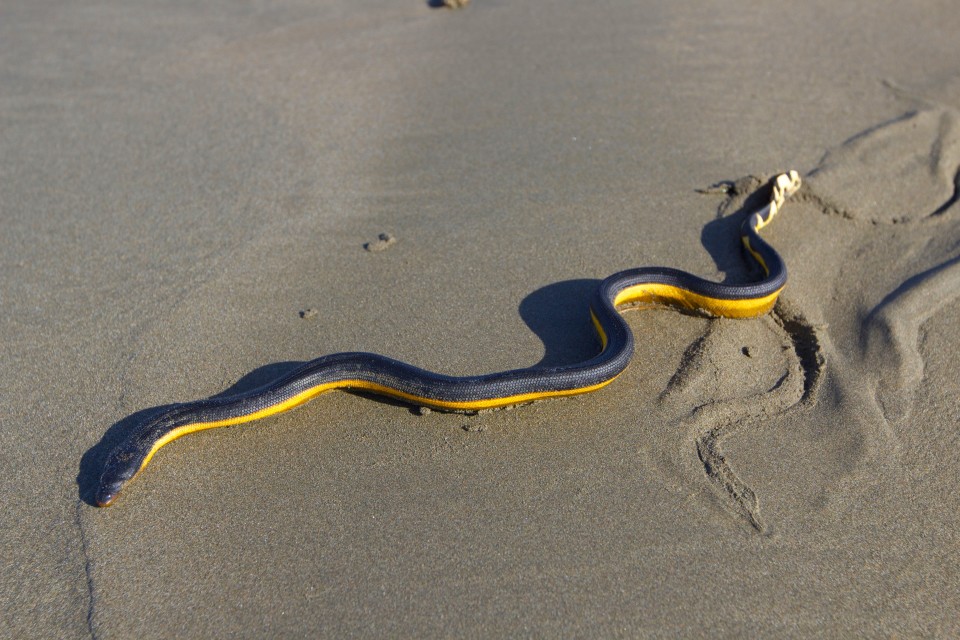On his walk Sam came across this, a VERY venomous sea snake. If it bite you, you die. Made swimming in the ocean a little less amazing after I saw this picture. YIKES!