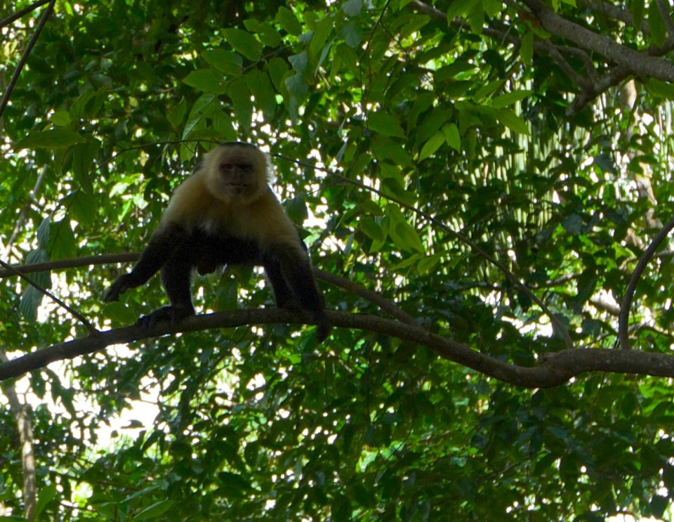 Last type of monkey, I think this is the capuchin.
