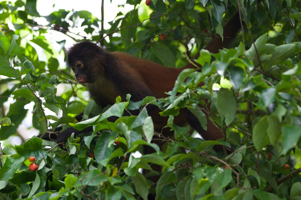 After a while, we figured out the trees that had the fruit the monkeys liked, it made it much easier to spot them.