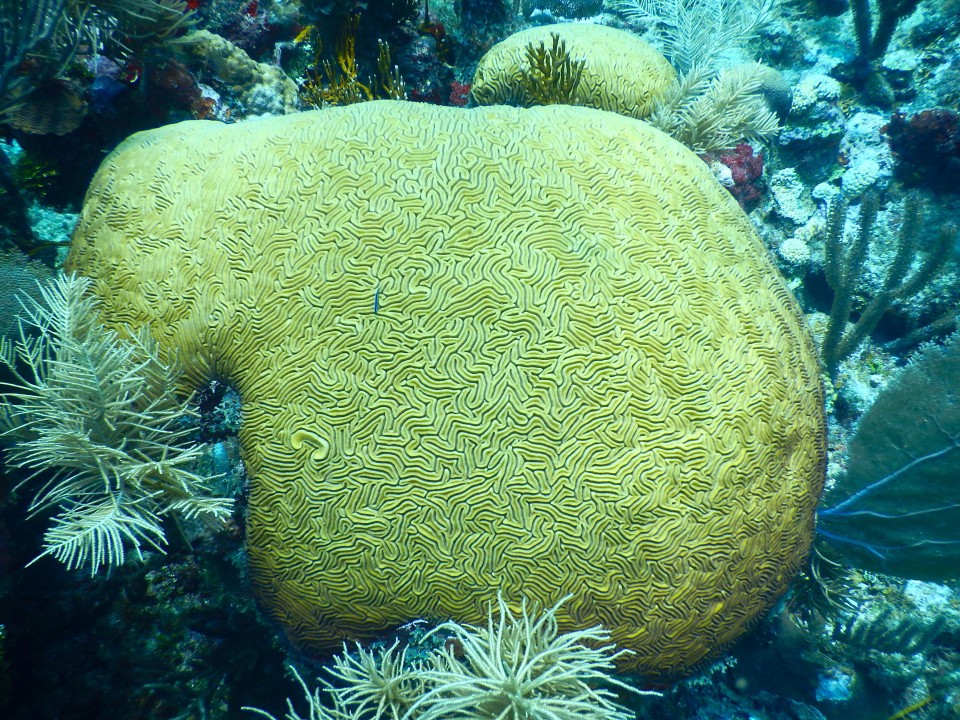 Giant coral formations that I called brain coral. 