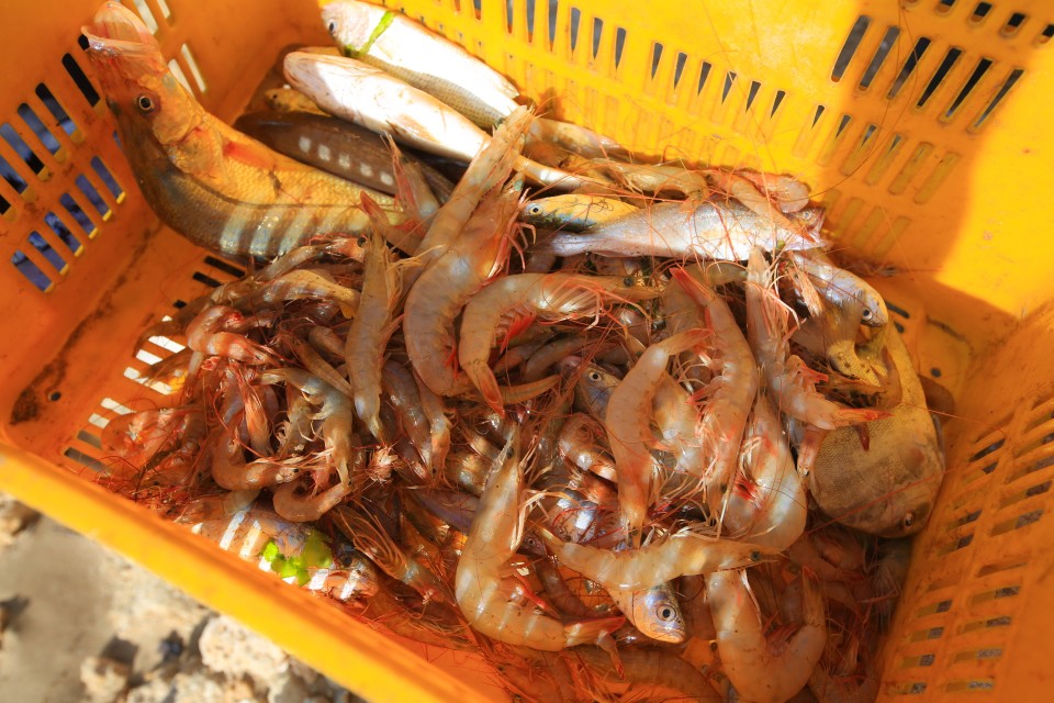 you can buy lobster, prawns and shrimp from the local fisherman. Just catch them in the early morning when they come in from the night. 