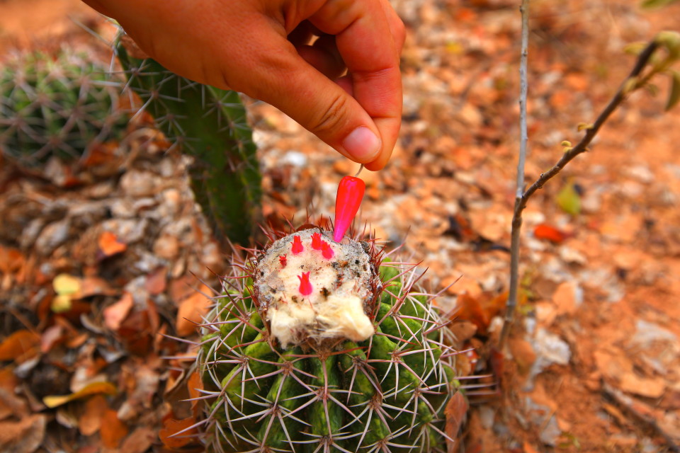 These cacti had really interesting flowers.  The goats wandering around the desert loved to eat these.