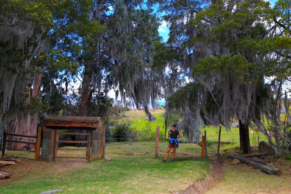 And more of my favorite moss filled trees. Spanish moss will now always remind me of Colombia.