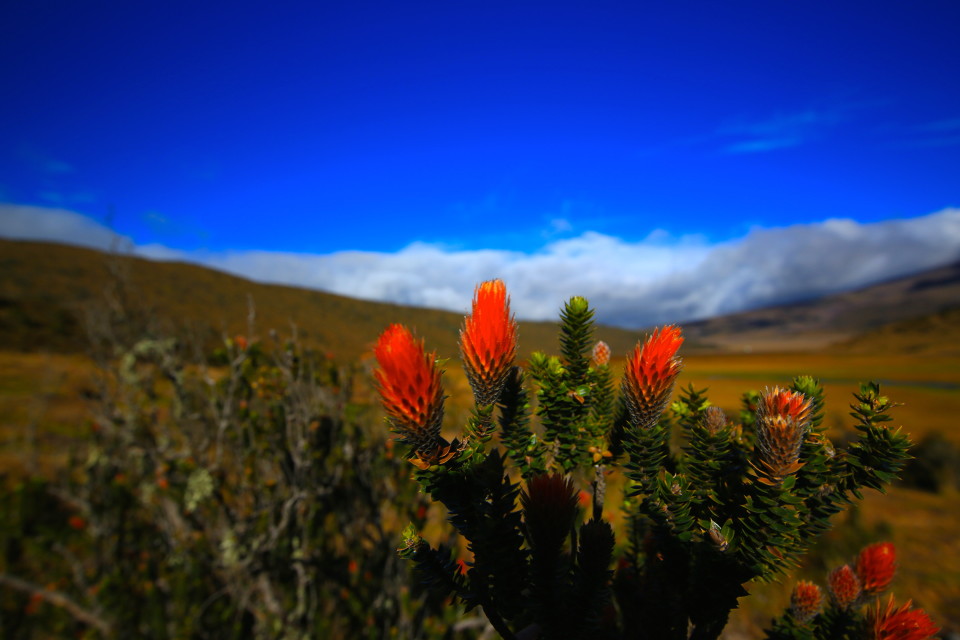 Wild flowers. We were both amazed at the flowers we saw all over Ecuador at high altitude. Beautiful. 