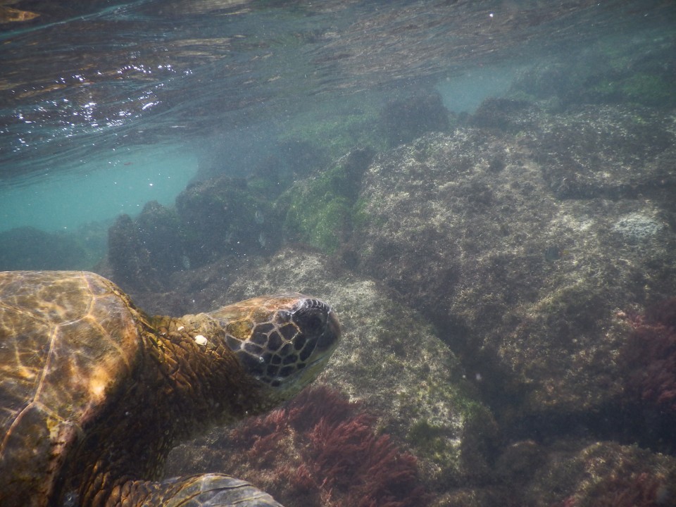 Green sea turtle eating some seaweed. 
