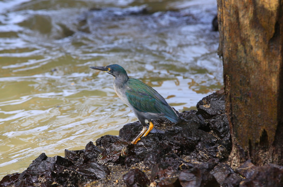 I am fairly sure this is a striated heron. they were very stealthy hunters. 