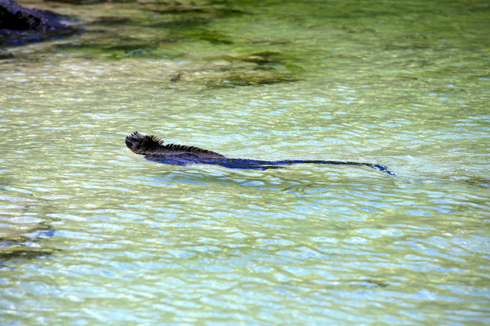 Marine iguana swimming in the water.