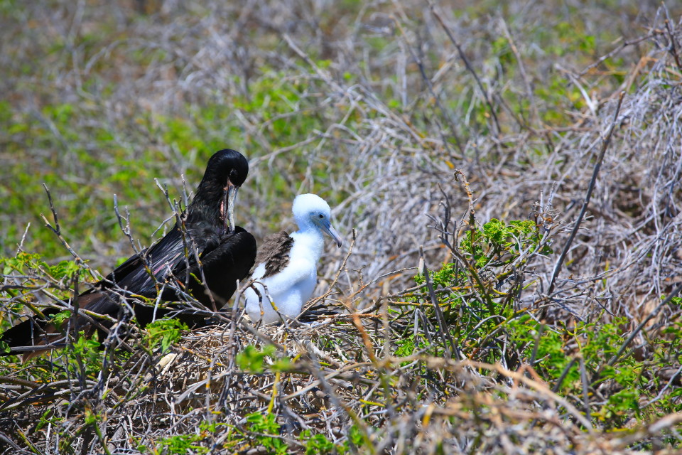 Frigate birds can only have one baby since they have to steal all their food. Their lifestyle can not support more than one offspring. 