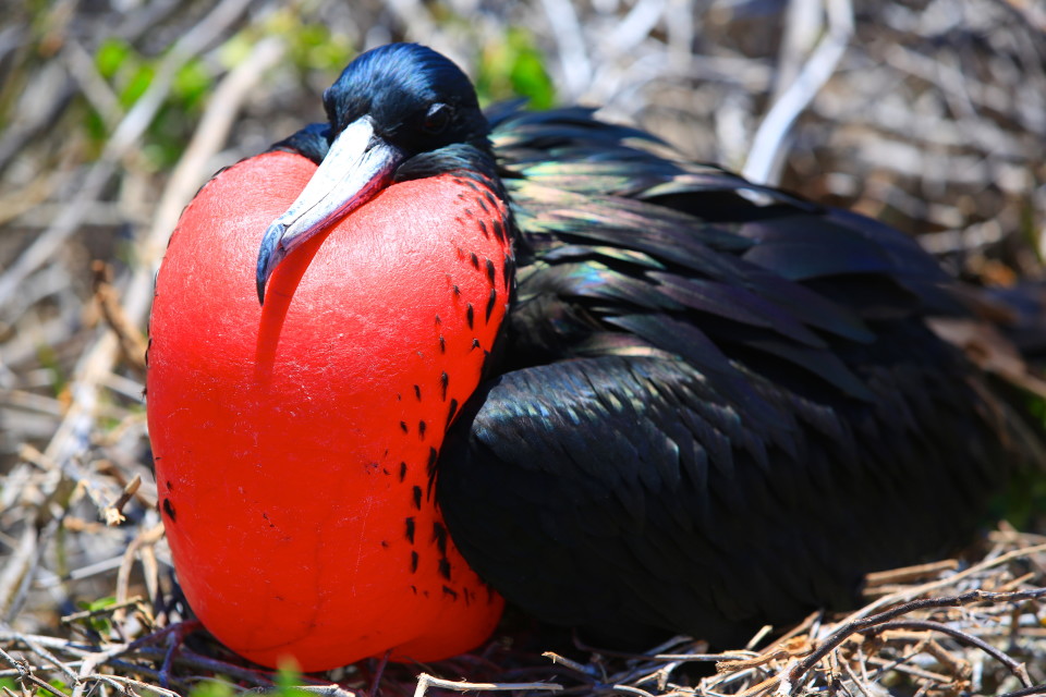 Male frigate birds inflate their red gular sac (which takes 20 minutes) to attract the ladies when they are done building a nest. 