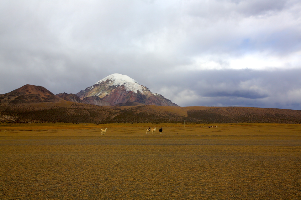 Our first views of the Sajama volcano with alpacas roaming around the base. The peak looks fairly close.