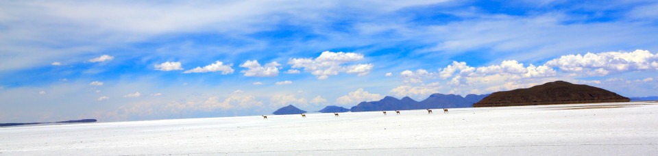 One of the first things we saw as we drove onto the salt was a herd of vicunas walking on the salt. We had the wide angle lens on so they look super small, but it was such a beautiful sight and they were much bigger in person.
