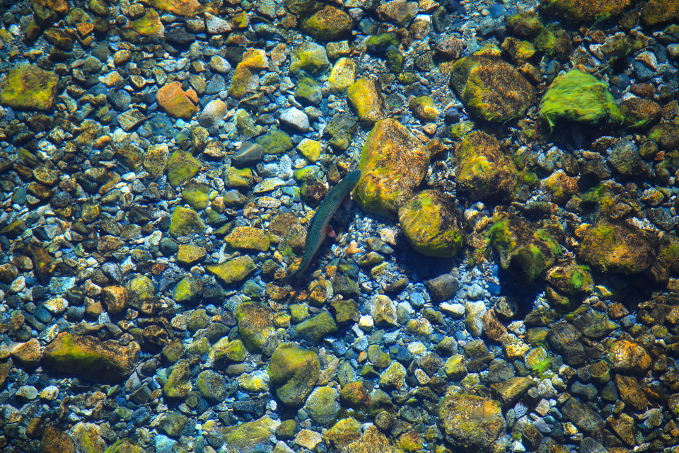 The trout swimming in the river.