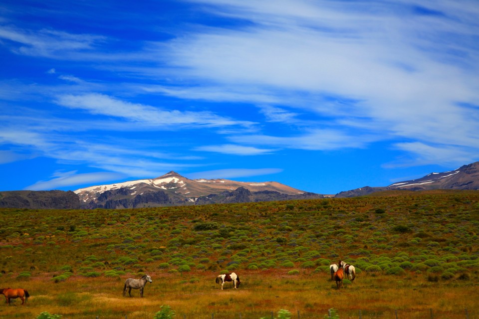 As we neared Patagonia, we saw more and more horses along the way.  They always looked extremely healthy.