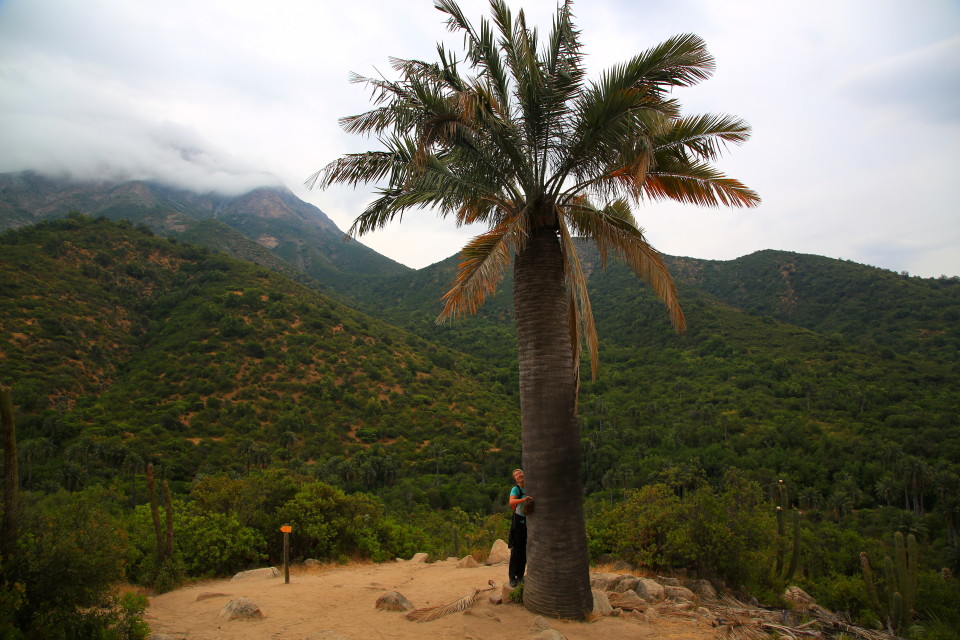 The palms were really huge, it is sad that there are so few remaining in Chile.