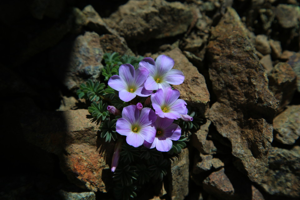 It was such a harsh, sharp, rocky environment, it surprised us to keep seeing beautiful flowers growing out of the rocks.