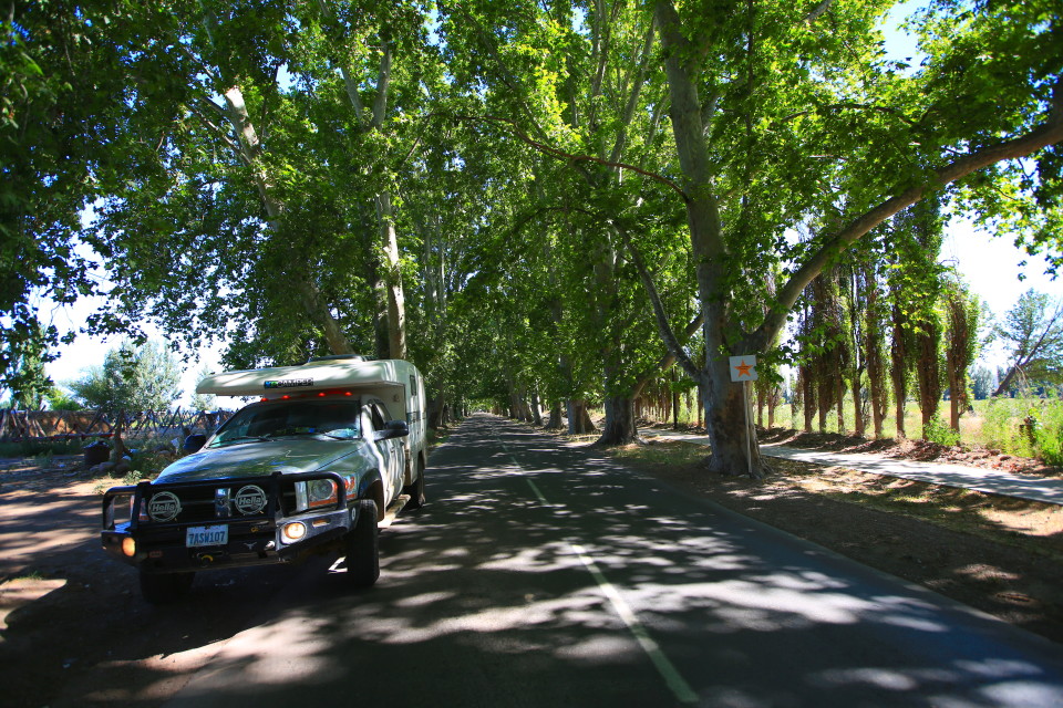 Driving around the wineries many of the roads are lined in trees, it was really pretty and the shade was much needed in the scorching heat.