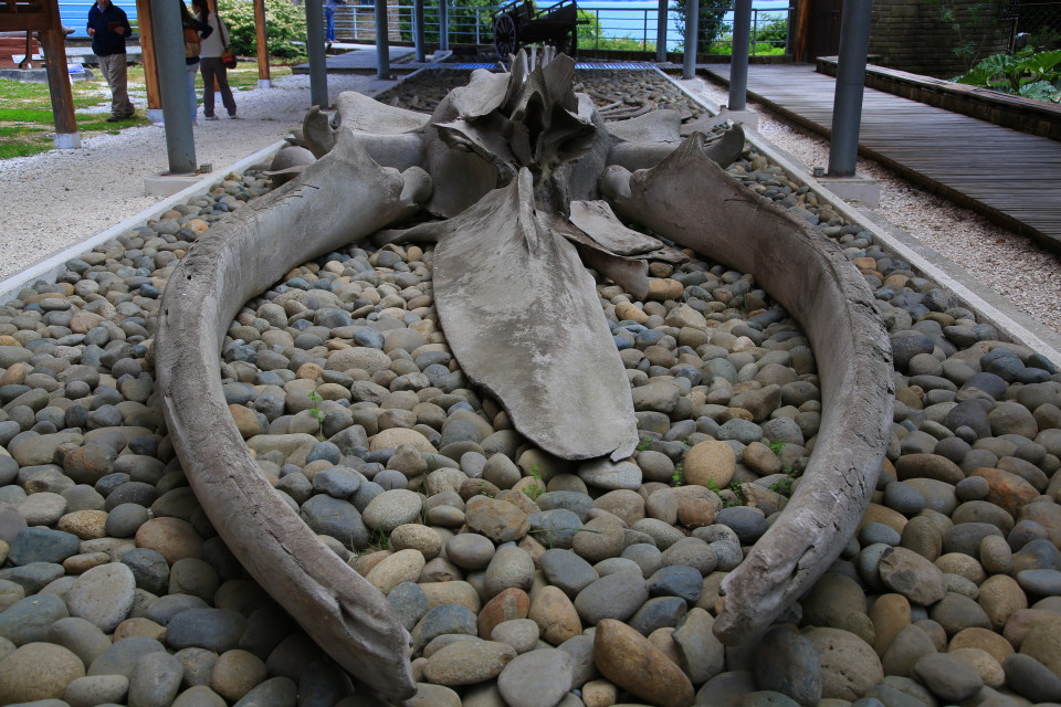 Giant whale bones at the museum.