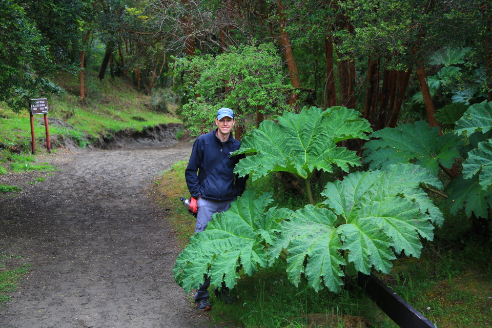 The giant rhubarb plants are all over the island, these would be a staple all the way down Chilean Patagonia.