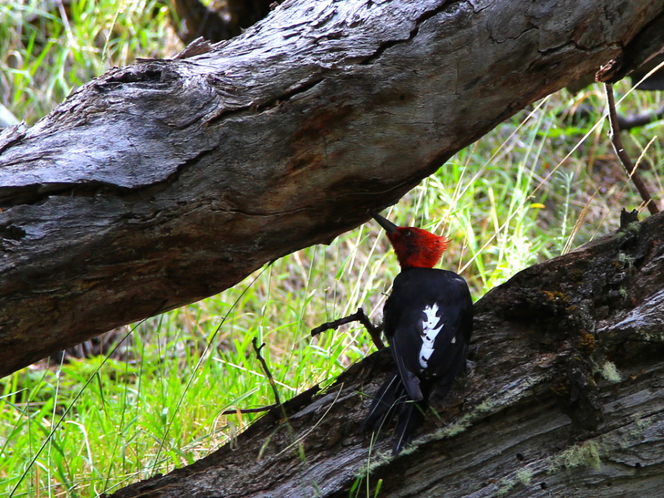 We saw the Magellanic woodpeckers everywhere on the hike. We would always here the loud tap, tap before we would see them.