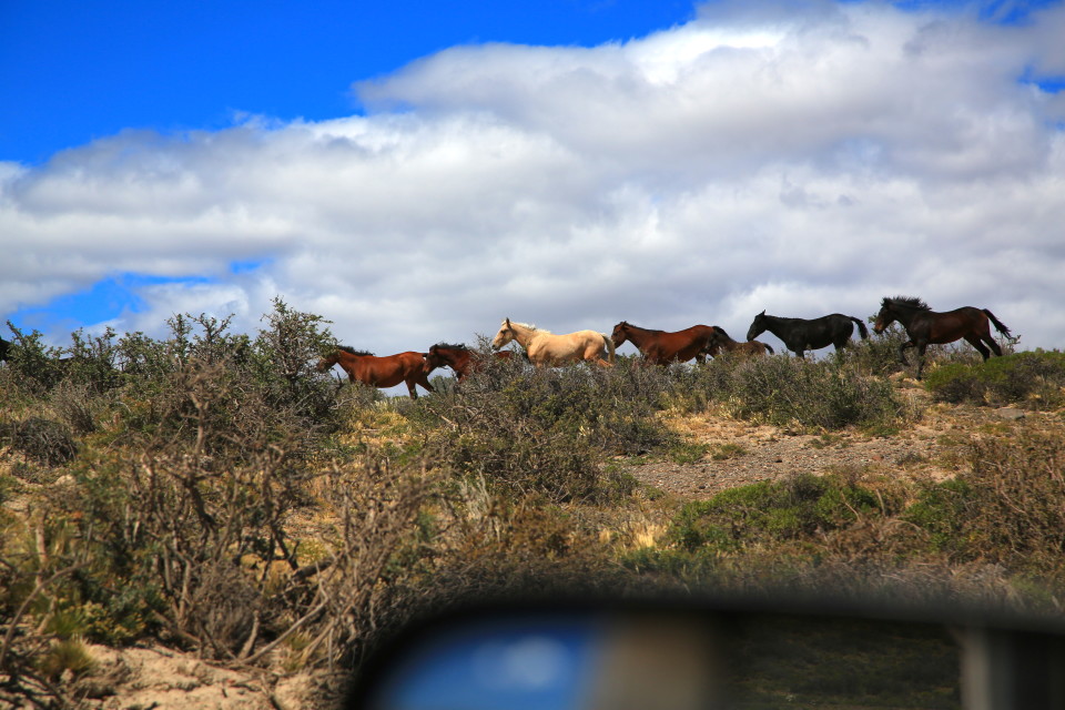 We saw wild horses running free across the pampa, it was a breath taking sight. This is out our window, you can see the mirror.