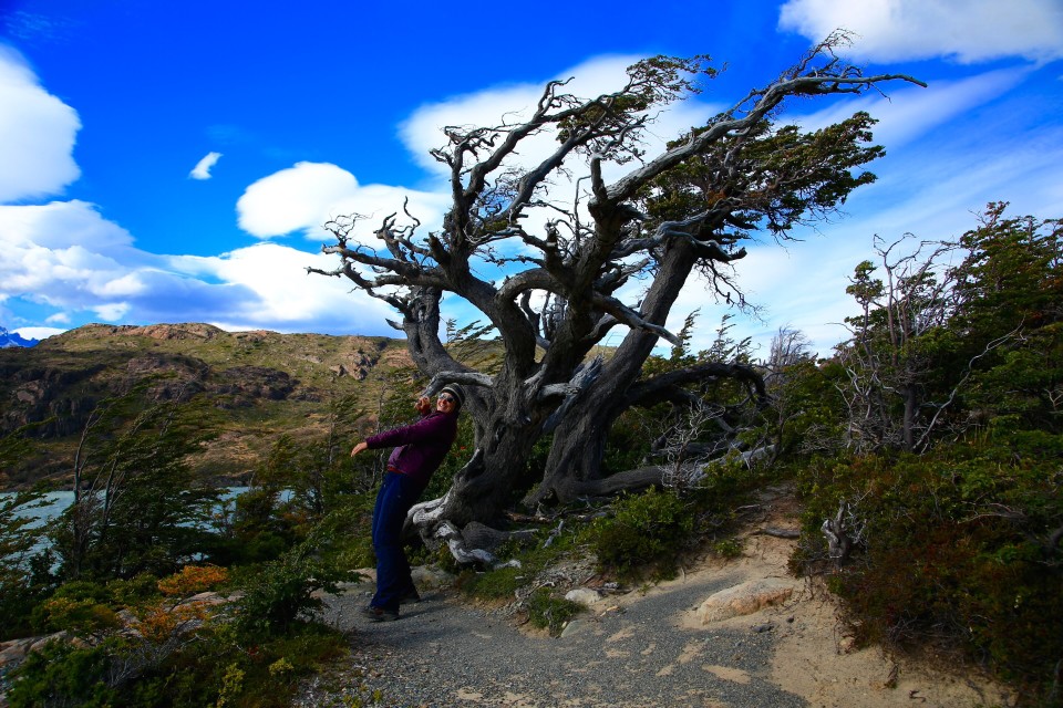 The trees in Patagonia get blow sideways by the wind. This pretty much sums up how strong the wind was.