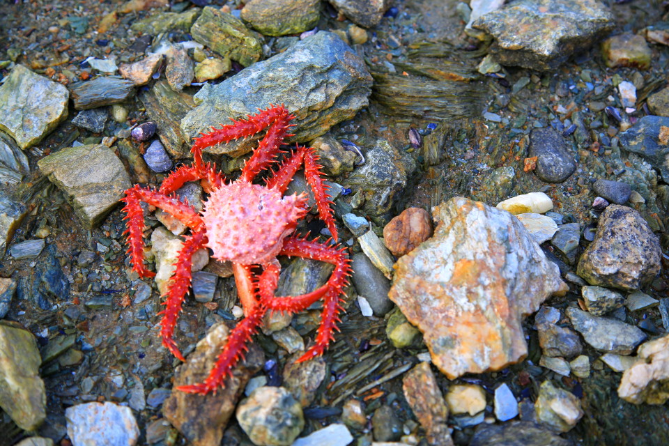 We saw this dead king crab on the beach. They are so bug like, but really taste delicious!