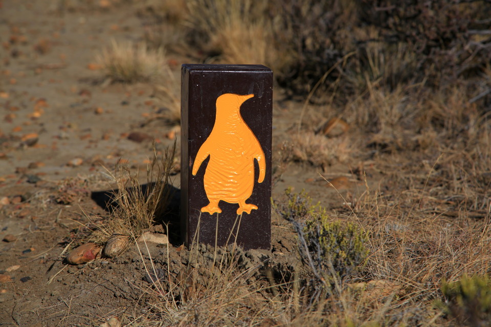 I loved these little penguin markers on the trail to let us know we were going the right way to the penguin nesting area.