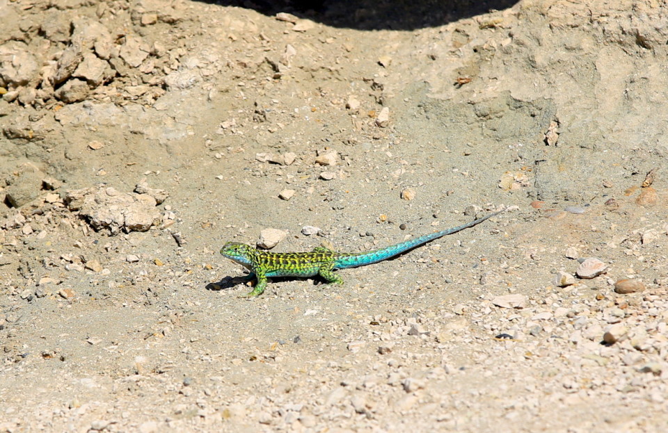 And we saw this colorful lizard. 